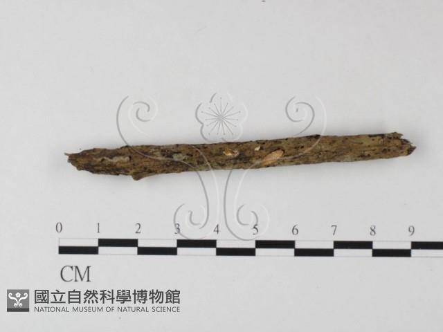 登錄號:F0008581藏品圖，第1張
