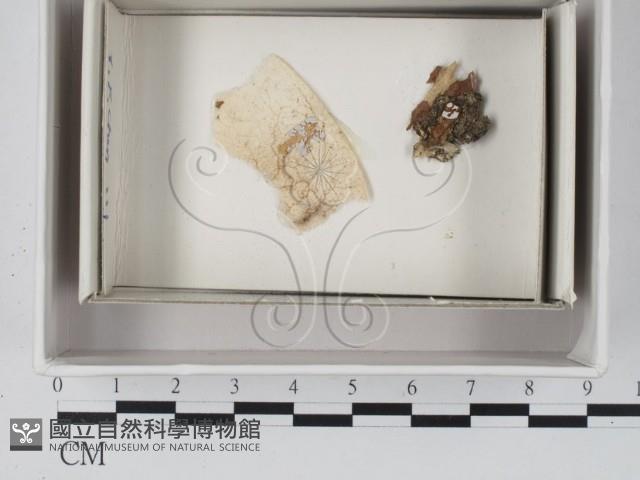 登錄號:F0020581藏品圖，第1張