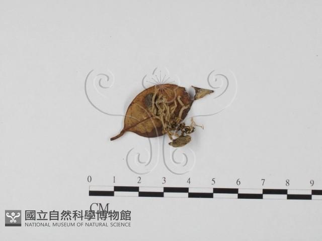 登錄號:F0010581藏品圖，第1張