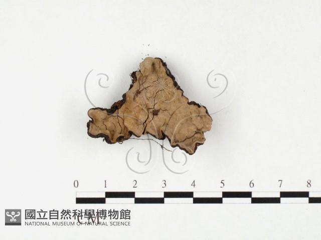 登錄號:F0026581藏品圖，第1張