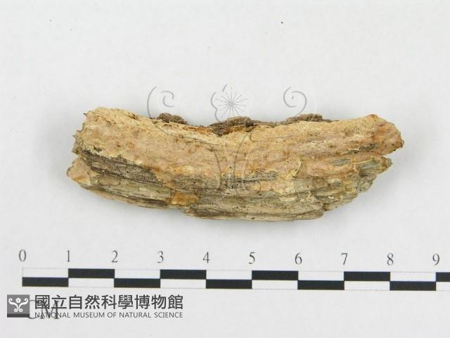 登錄號:F0006581藏品圖，第1張