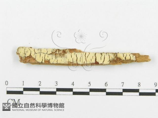 登錄號:F0016581藏品圖，第1張