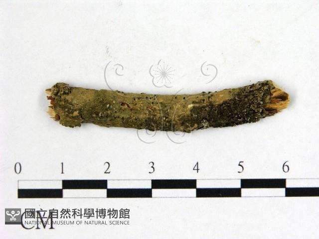 登錄號:F0011581藏品圖，第1張