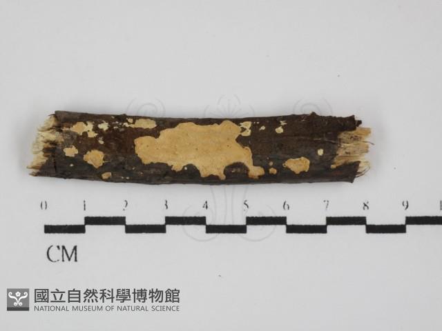 登錄號:F0031581藏品圖，第1張