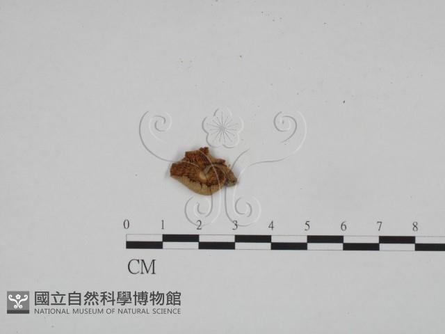 登錄號:F0024581藏品圖，第1張
