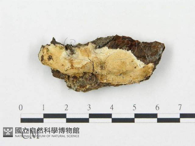 登錄號:F0004581藏品圖，第1張