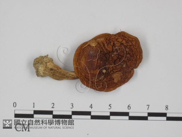 登錄號:F0014581藏品圖，第1張