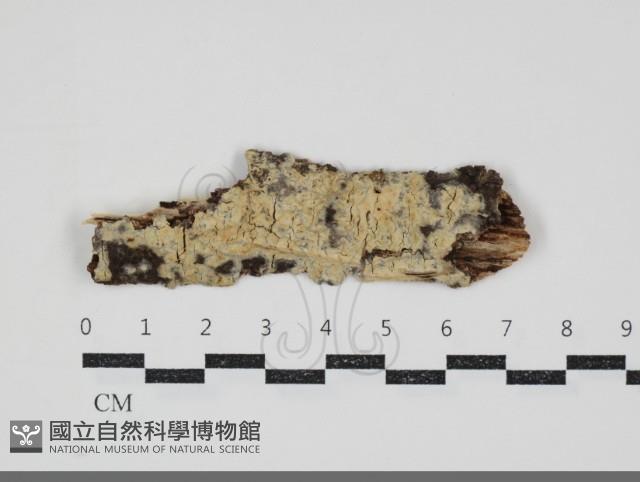 登錄號:F0034581藏品圖，第1張