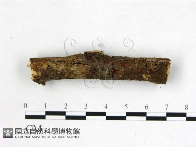 登錄號:F0022581藏品圖，第1張