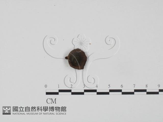 登錄號:F0012581藏品圖，第1張