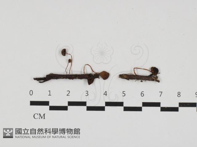 登錄號:F0032581藏品圖，第1張