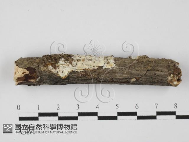 骨皮菌屬藏品圖，第1張