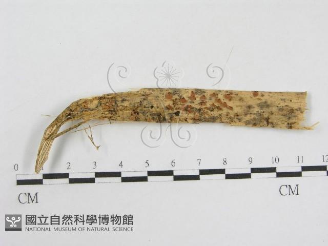 登錄號:F0007581藏品圖，第1張