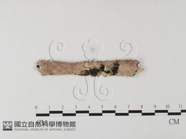 登錄號:F0025581藏品圖，第1張
