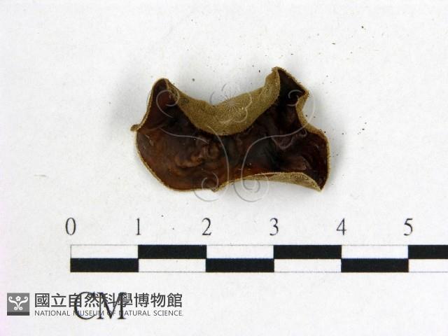 毛木耳藏品圖，第1張