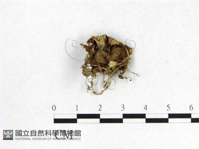 登錄號:F0015581藏品圖，第1張