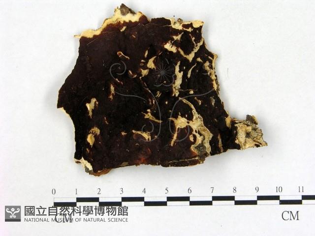 登錄號:F0009581藏品圖，第1張