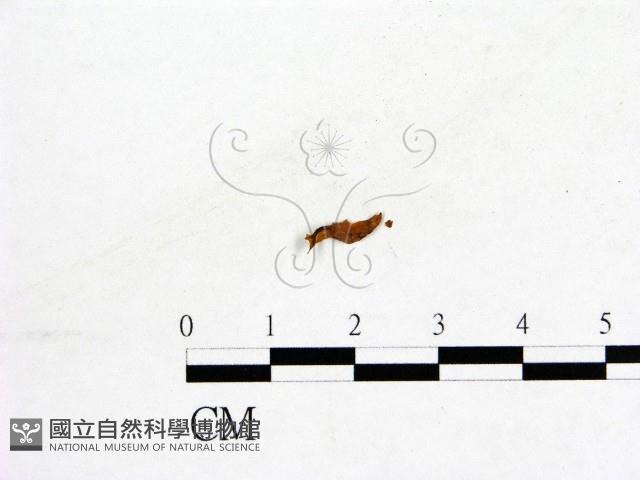 登錄號:F0019581藏品圖，第1張