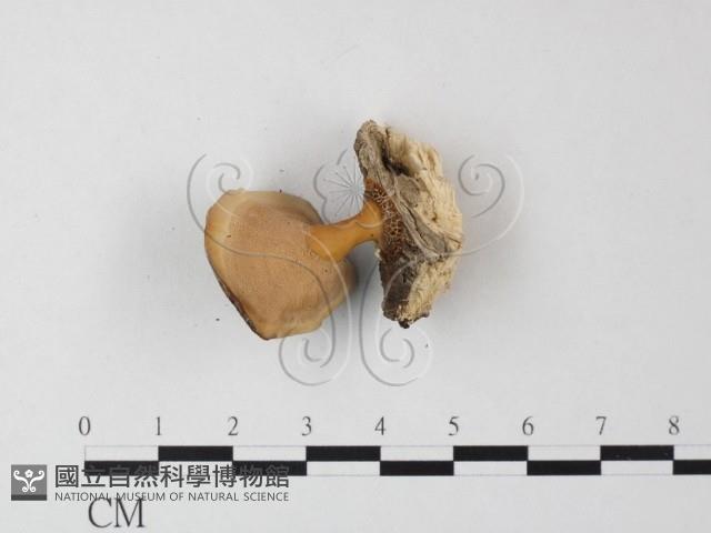 相鄰小孔菌藏品圖，第1張