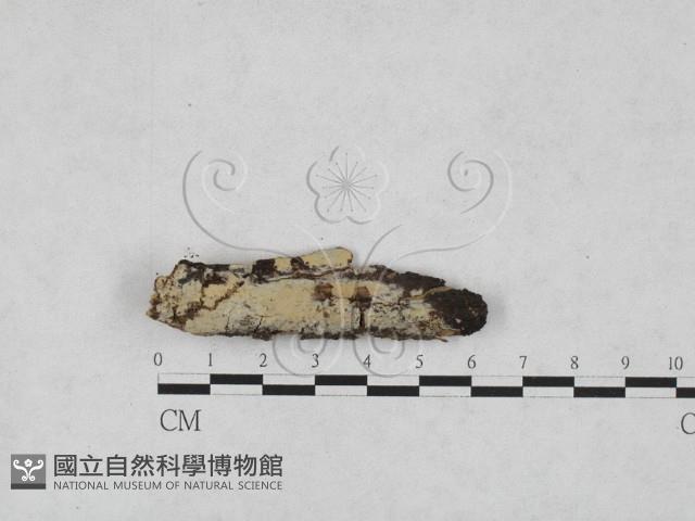剛毛絲皮菌藏品圖，第1張