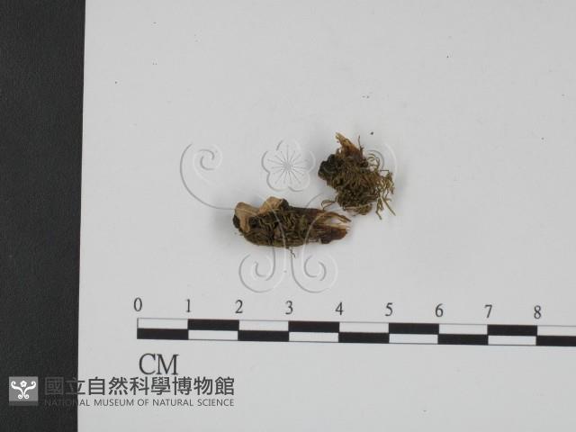 登錄號:F0008181藏品圖，第1張