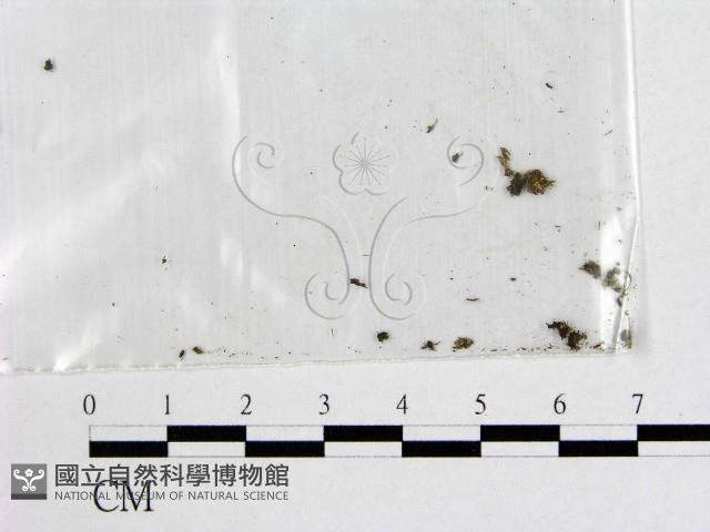 登錄號:F0000181藏品圖，第1張