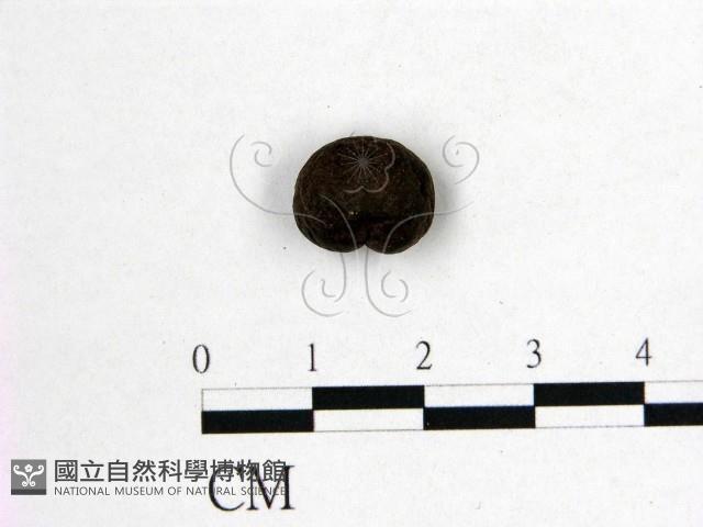 登錄號:F0010181藏品圖，第1張