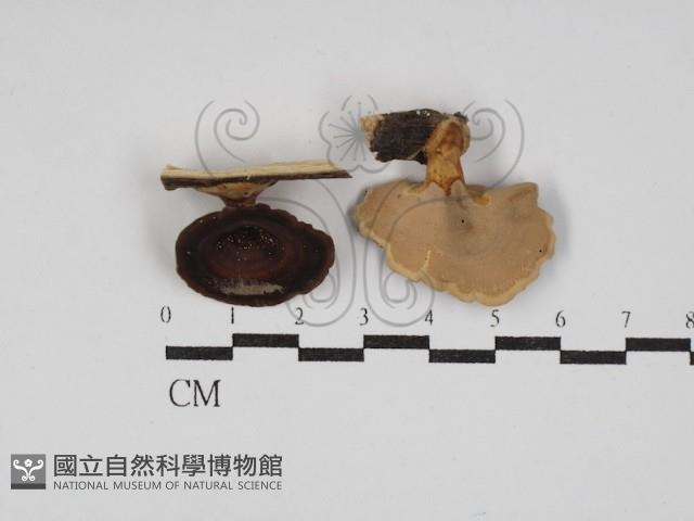 小孔菌屬藏品圖，第1張