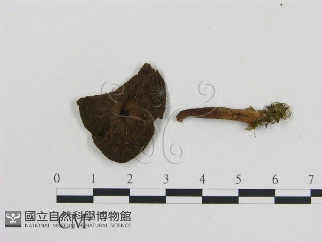 登錄號:F0016181藏品圖，第1張