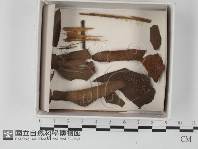 登錄號:F0021181藏品圖，第1張