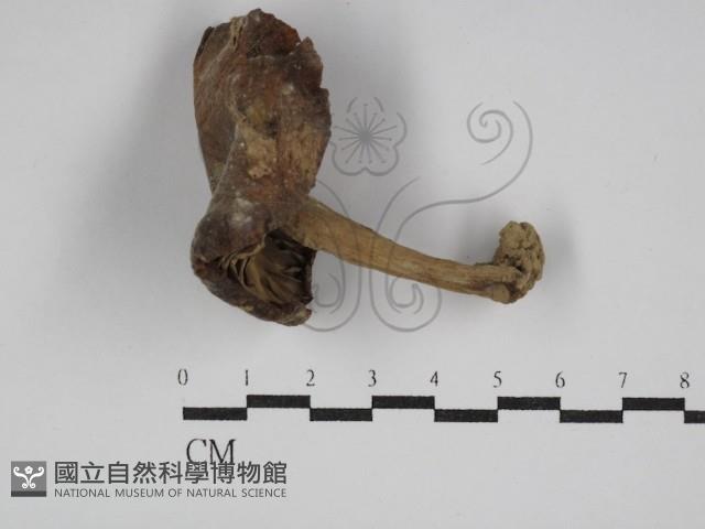 登錄號:F0011181藏品圖，第1張