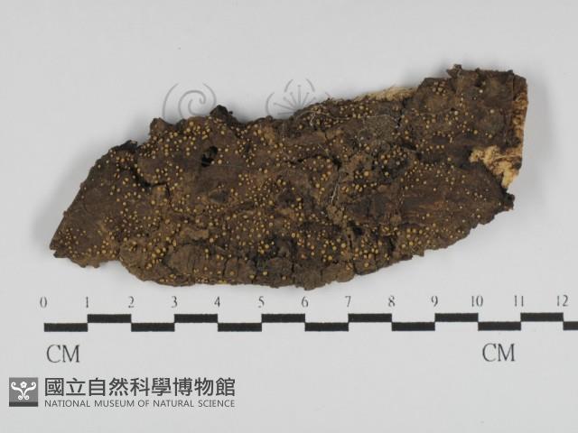 登錄號:F0031181藏品圖，第1張