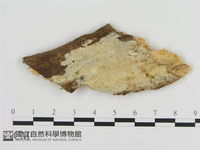 登錄號:F0004181藏品圖，第1張