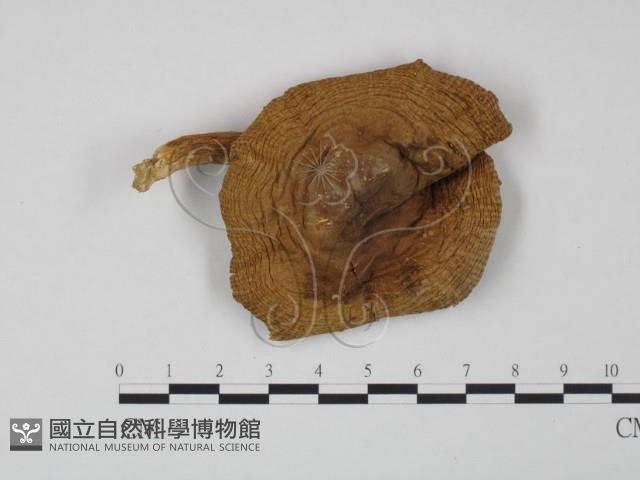 登錄號:F0014181藏品圖，第1張