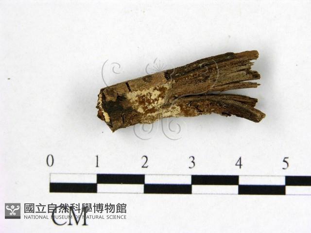 登錄號:F0022181藏品圖，第1張