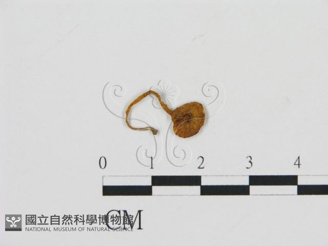 濕傘屬藏品圖，第1張