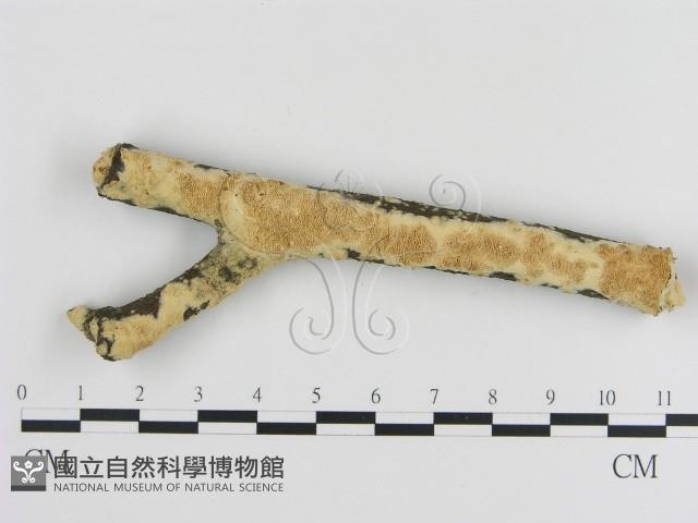 登錄號:F0012181藏品圖，第1張