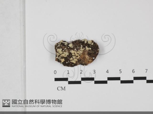 齒耳菌屬藏品圖，第1張