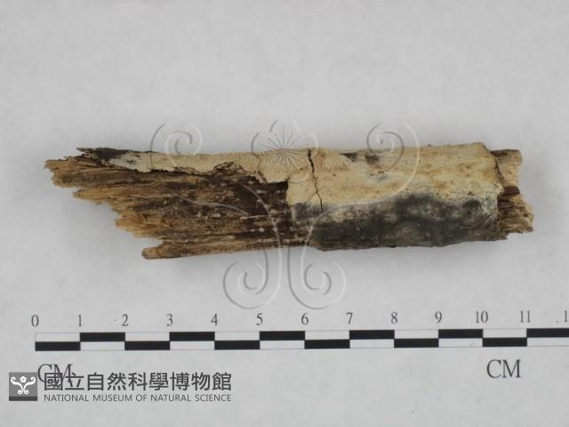 絲皮菌屬藏品圖，第1張
