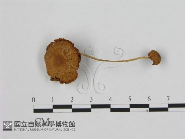 登錄號:F0005181藏品圖，第1張