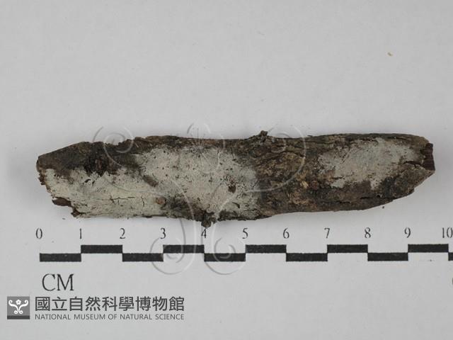 絲皮菌屬藏品圖，第1張