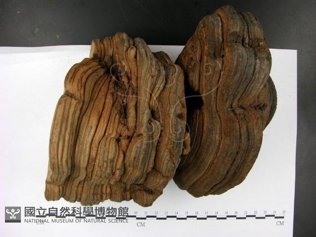 登錄號:F0023181藏品圖，第1張