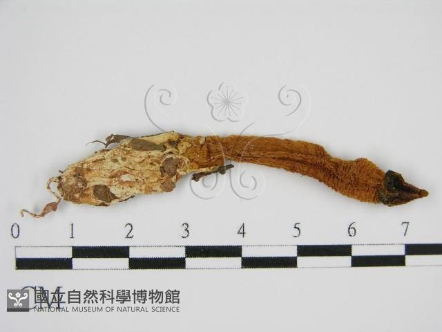 登錄號:F0013181藏品圖，第1張