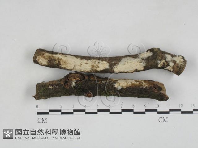 登錄號:F0028081藏品圖，第1張