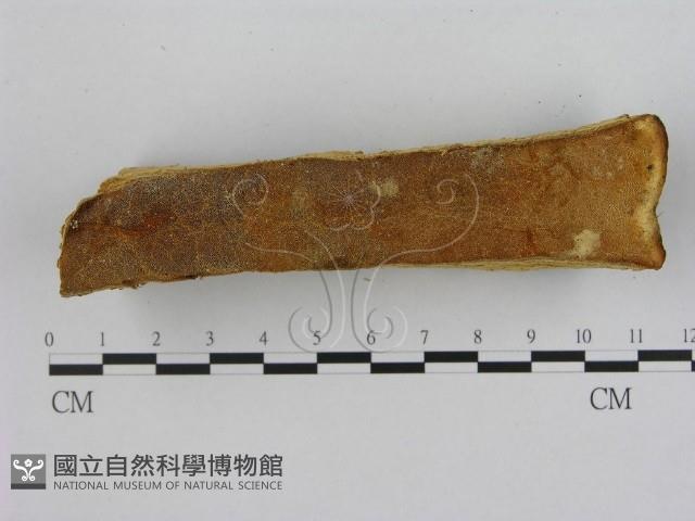 登錄號:F0008081藏品圖，第1張