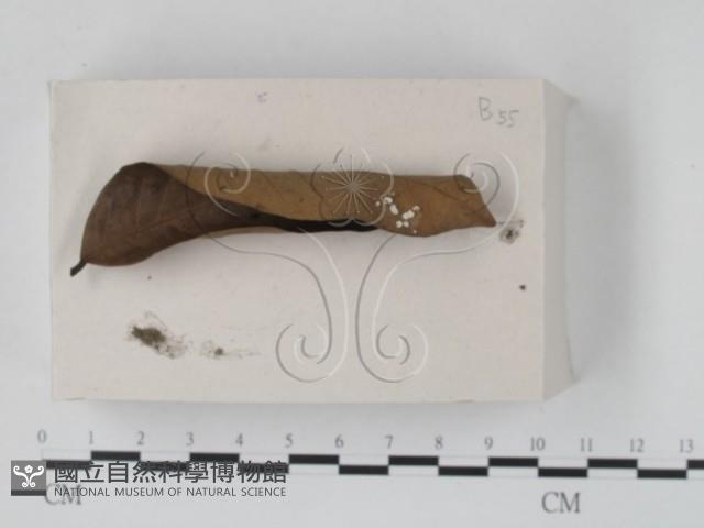 登錄號:F0018081藏品圖，第1張