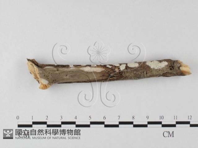 登錄號:F0020081藏品圖，第1張