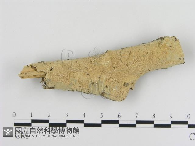登錄號:F0000081藏品圖，第1張