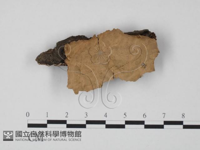 韌革菌屬藏品圖，第1張