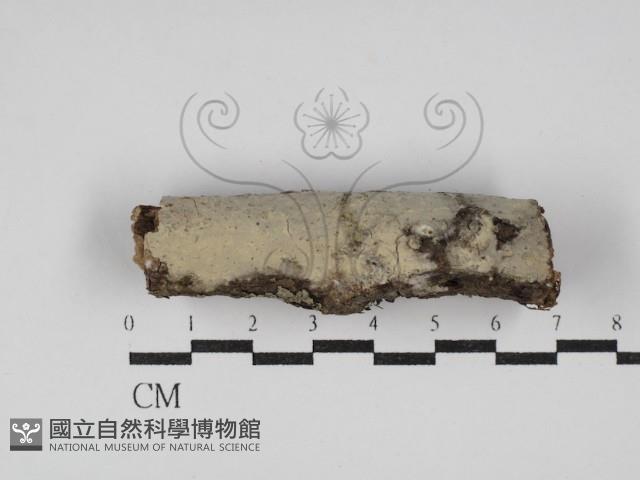 顯絲菌屬藏品圖，第1張